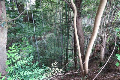 新城城 南西土塁の西の空堀