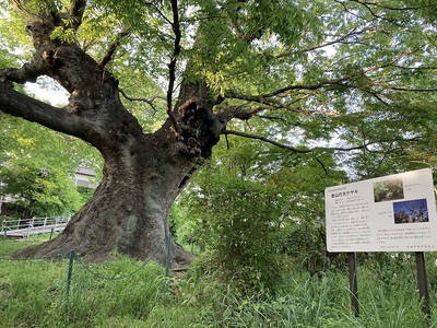 金山の大ケヤキ