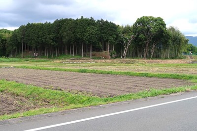 大野田城 南から城址全景