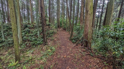 主郭搦手虎口の土橋