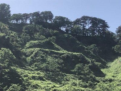 城郭全景（春日山神社近くの登城口から）