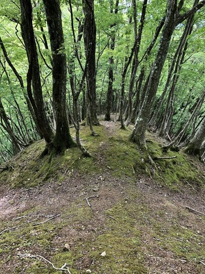 山頂郭南下の堀切