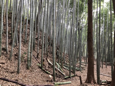 主郭の切岸