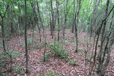 茶臼山城 主郭風景