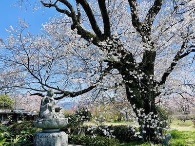 松源寺　門前桜