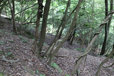 北郭下東側の畝状竪堀