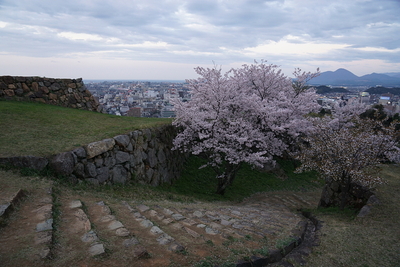 米子城名残の夕桜