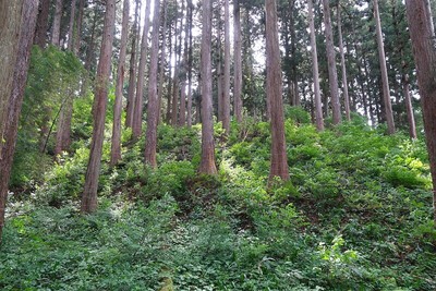 池田氏城館 切岸（東より）