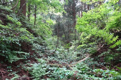 池田氏城館 城館跡南の空堀