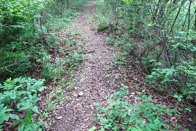 武衛山城 南東尾根の両竪堀