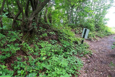 武衛山城 主郭土塁