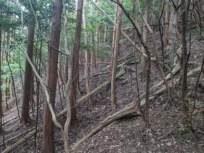 横堀(蔵跡Ⅰ郭東側)