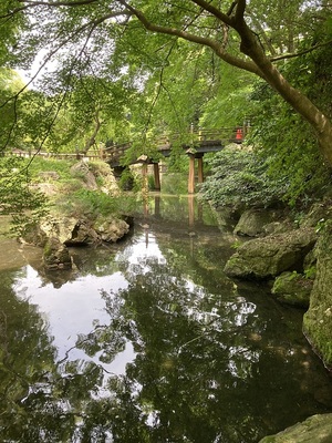 日本庭園の池