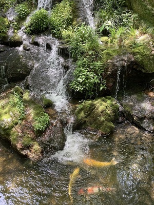 日本庭園の池