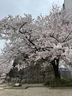 満開を迎えた桜城