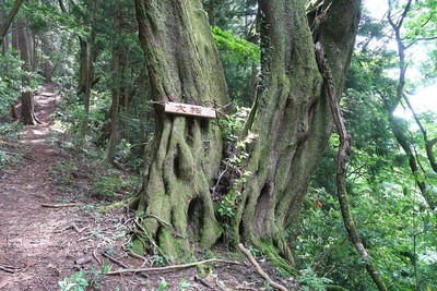 丹波岳城 登山道の大桜