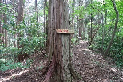 丹波岳城 登山道の大檜