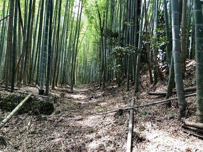 本堂のある郭東側の土塁