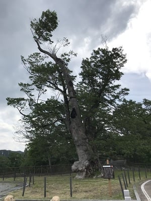 追手門にある大ケヤキ