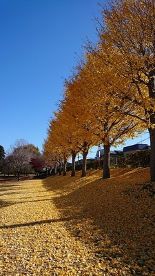 根城広場のイチョウ