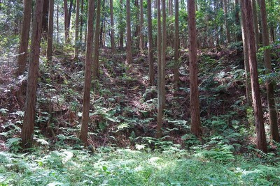 永井氏城 主郭南西の高土塁（主郭内より）