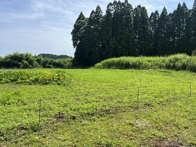 八幡神社下のI郭