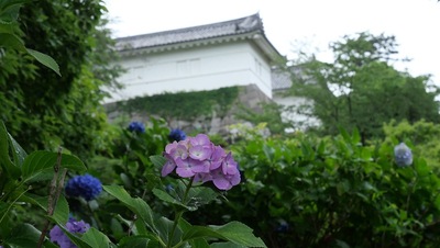 常盤木門と紫陽花