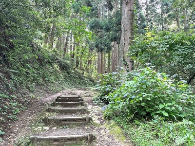 登山道とあじさい