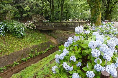 岐阜城 総構 堀と紫陽花