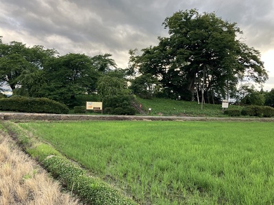 二の丸北東土塁の高瀬の大木