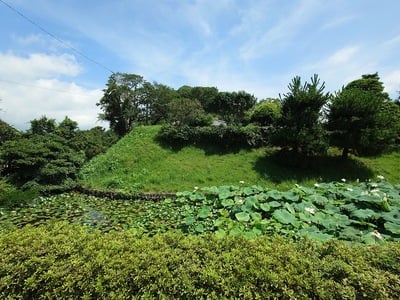 堀と蓮の花