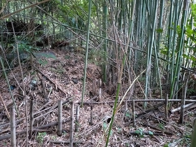 南側の竹薮に遺る土塁