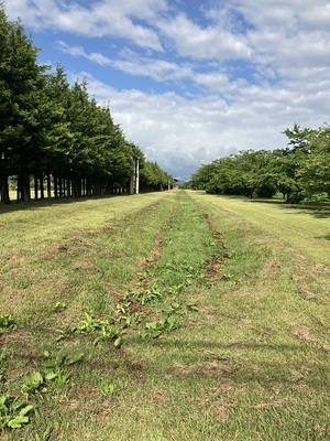 外郭南東隅から外郭内側を西に望む