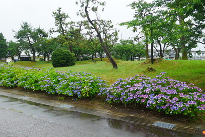 主郭跡と紫陽花