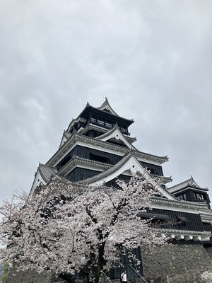 桜と城