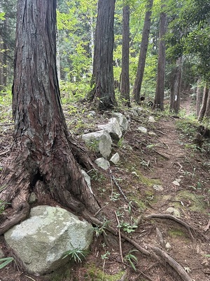 お茶壺蔵跡の石列