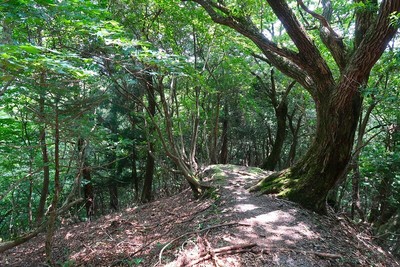 広瀬城 登城道を振り返って