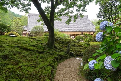 奥殿陣屋 書院と紫陽花