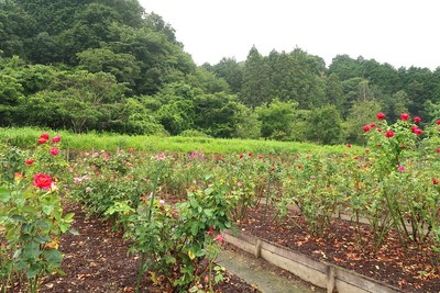 奥殿陣屋 バラ園