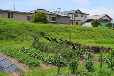 田中城 三の堀と土塁跡
