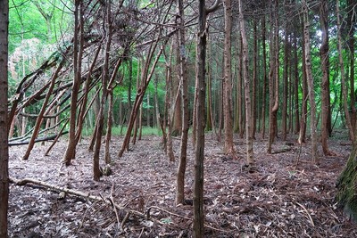 百地丹波城 郭B風景