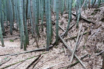 同一丘陵上の西岡氏城館（未登録）の土塁