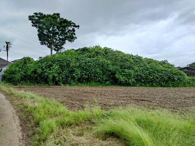 畑に遺る土塁