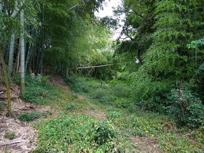 西側の薮に遺る空堀