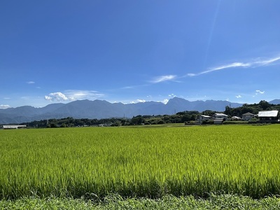 遠く南アルプスを望む