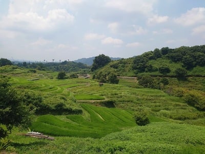 下赤坂城跡から見る棚田