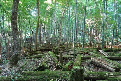 武節古城 主郭風景