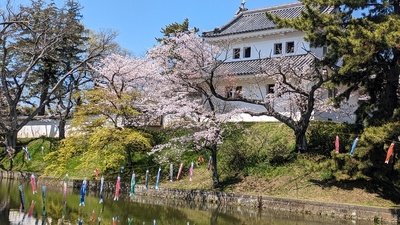 東櫓と桜と鯉のぼり