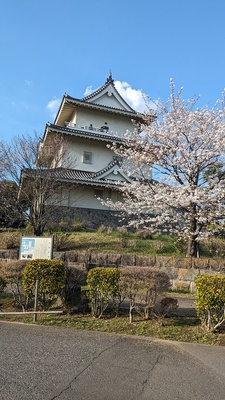 模擬天守と桜