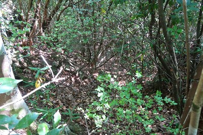 野原城 西尾根の竪堀